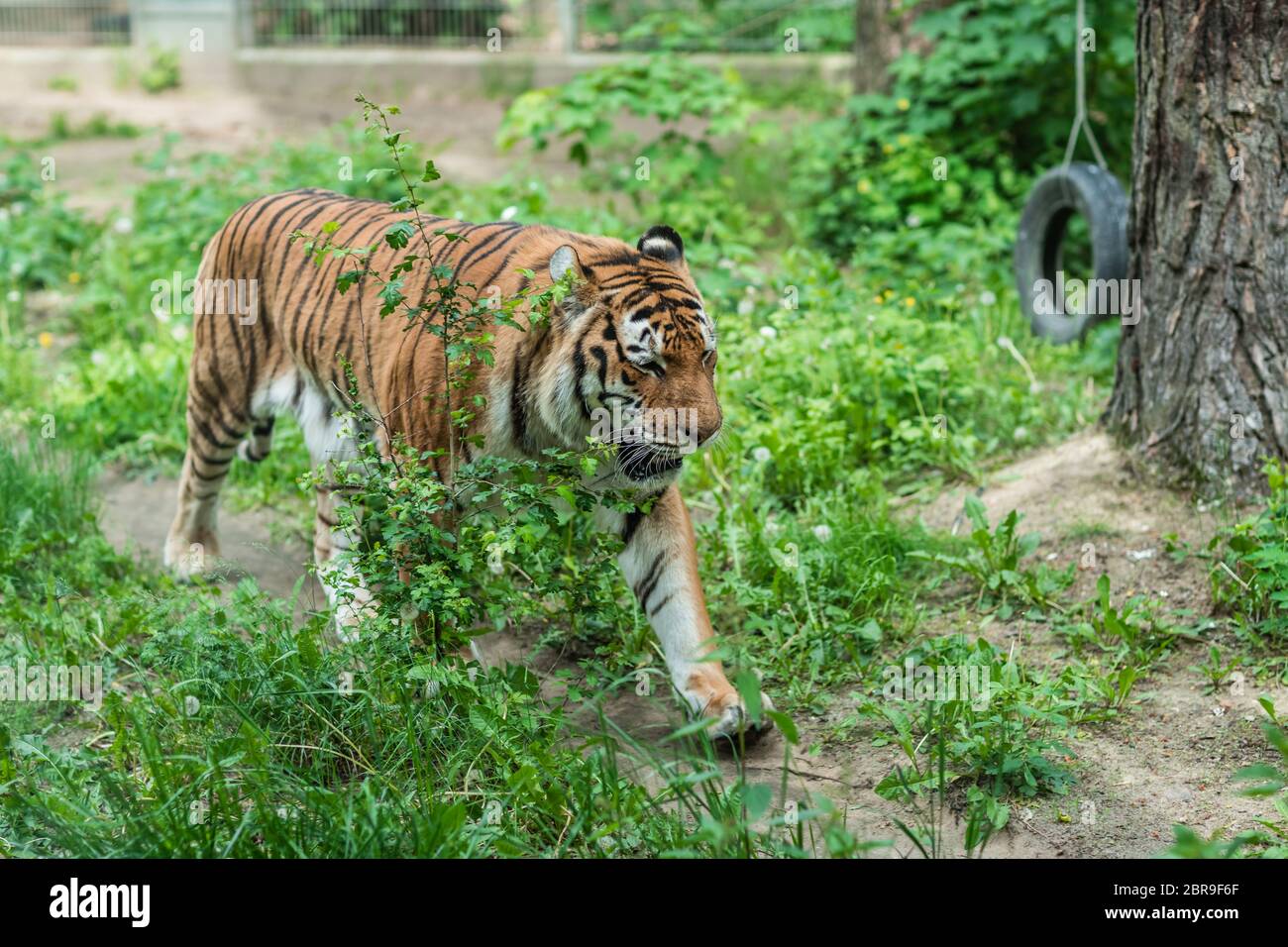 Leistungsfähige, aber traurig mächtigen gestreifte Tiger walking in Gefangenschaft im Zoo Stockfoto