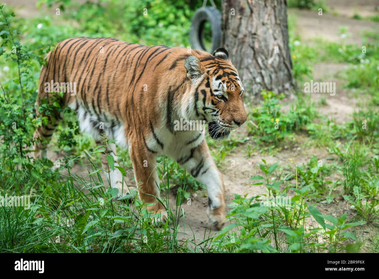 Leistungsfähige, aber traurig mächtigen gestreifte Tiger walking in Gefangenschaft im Zoo Stockfoto
