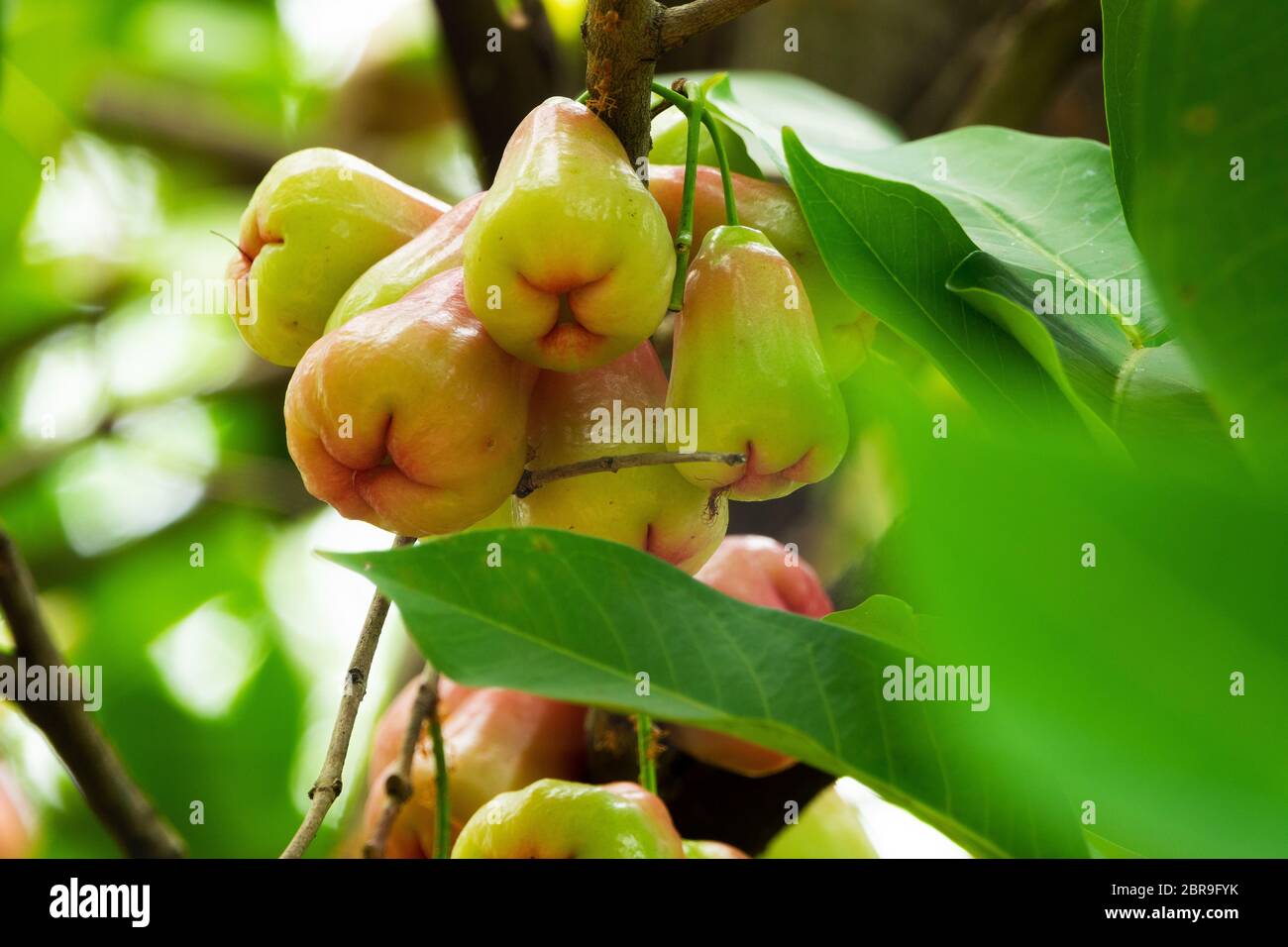Java Apfel, Nahaufnahme von tropischen Früchten auf Baum Stockfoto