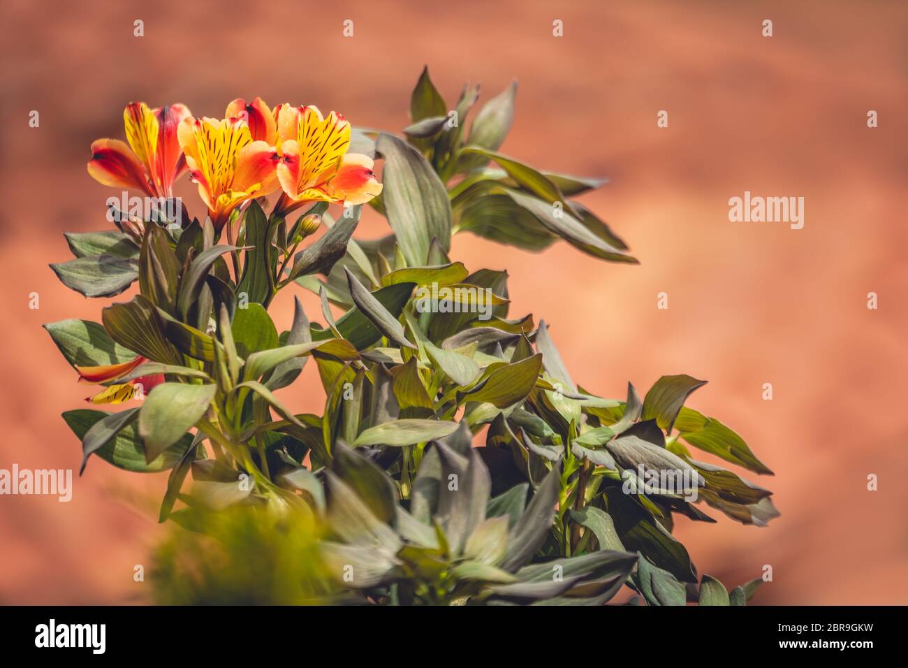 Eine Bush von orange Alstromeria Flowers, Orange Herrlichkeit in einem Garten in Nordgriechenland Stockfoto