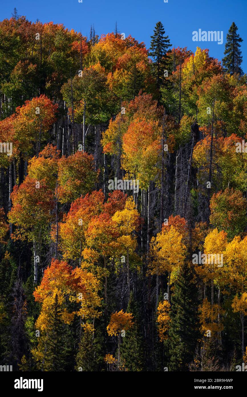 Wolf Creek Pass, Rio Grande National Forest, Mineral County, San Juan Mountains, Colorado Stockfoto