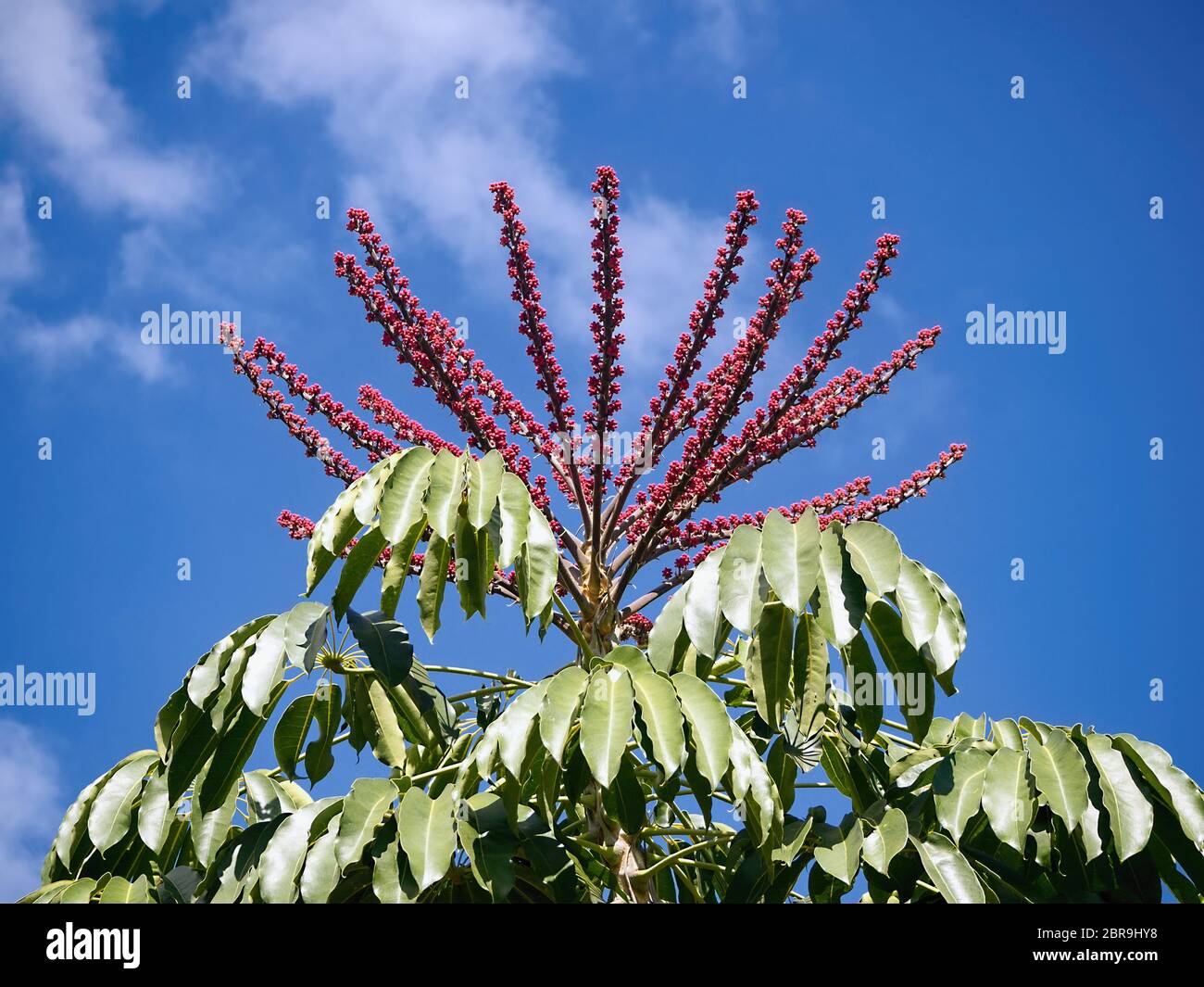 Das große, 1 m großen dole Traube eines Strahls aralea, Schefflera Actinophylla Harms, einen Baum - wie Efeu Pflanzen der Gattung Araliaceae. Stockfoto