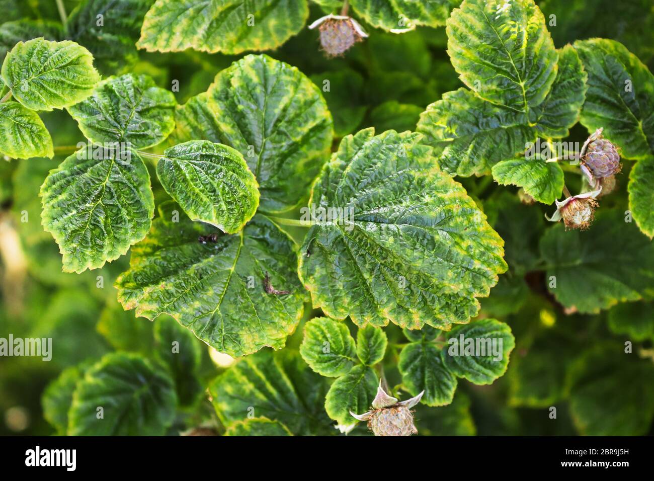 Ein Hintergrund der varigated bunte Blätter. Stockfoto