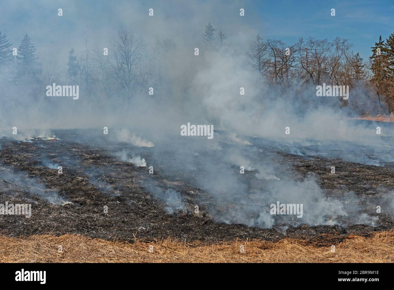 Rauch und geschwärzte Boden nach einer Wiese Burn in Spring Valley Nature Center in Schaumburg, Illinois Stockfoto