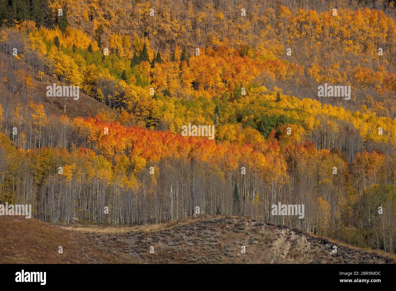 Quaking Aspen im Herbst, Crested Butte, Colorado Stockfoto