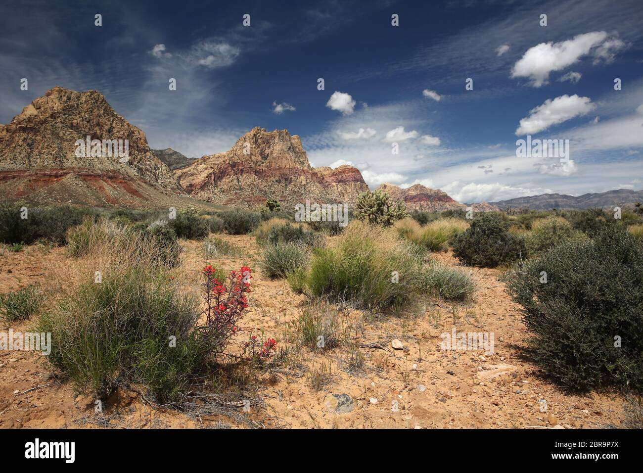 Frühlingsblumen in der Wüste, Nevada Stockfoto