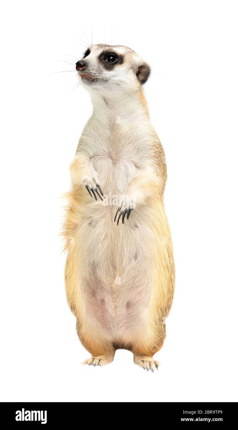 Süße Erdmännchen (Suricata suricatta) auf weißem Hintergrund Stockfoto