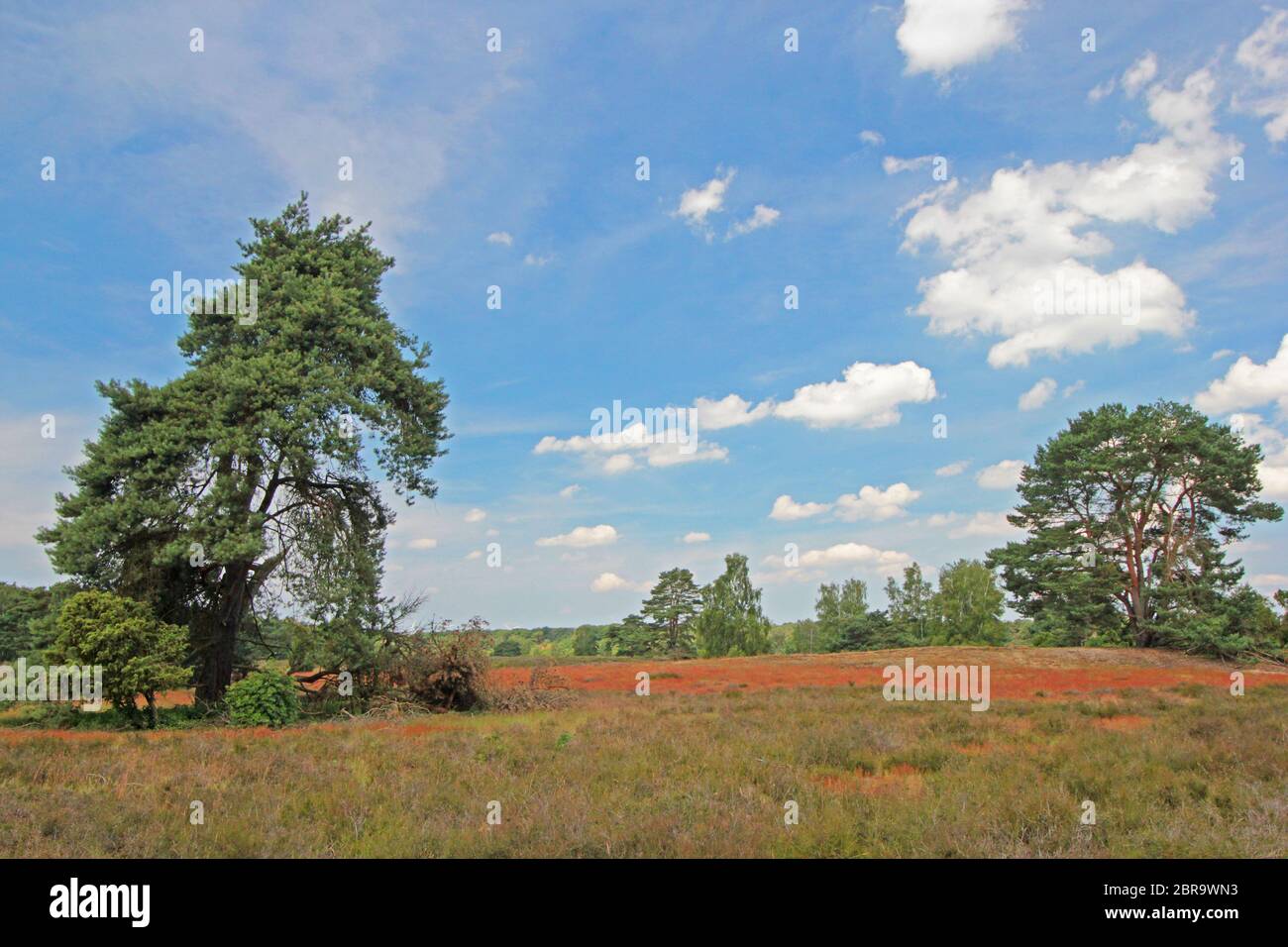 Westruper Heide im Münsterland / Nordrhein-Westfalen Stockfoto