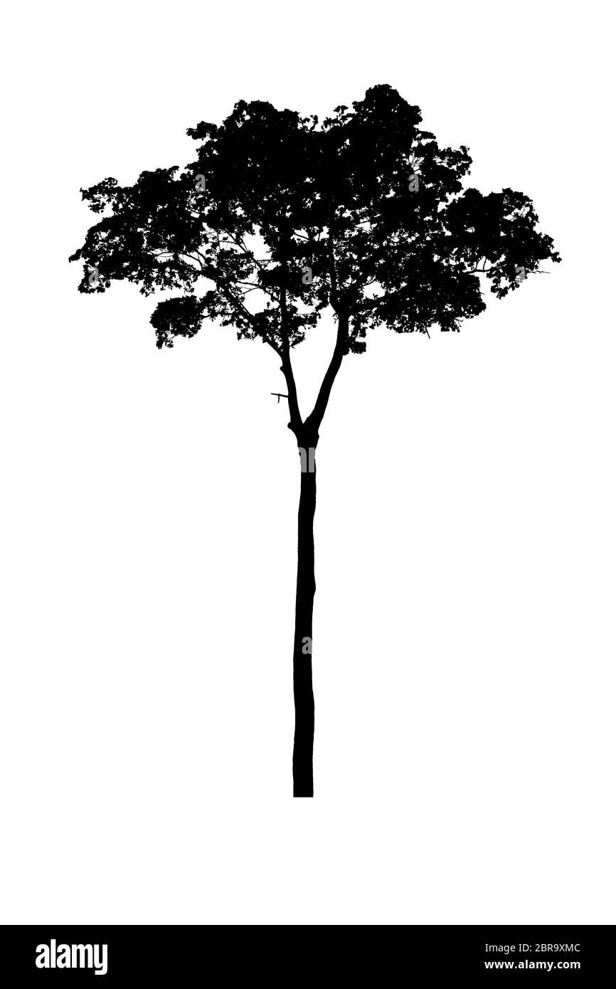Baumsilhouetten schön isoliert auf weißem Hintergrund Stockfoto
