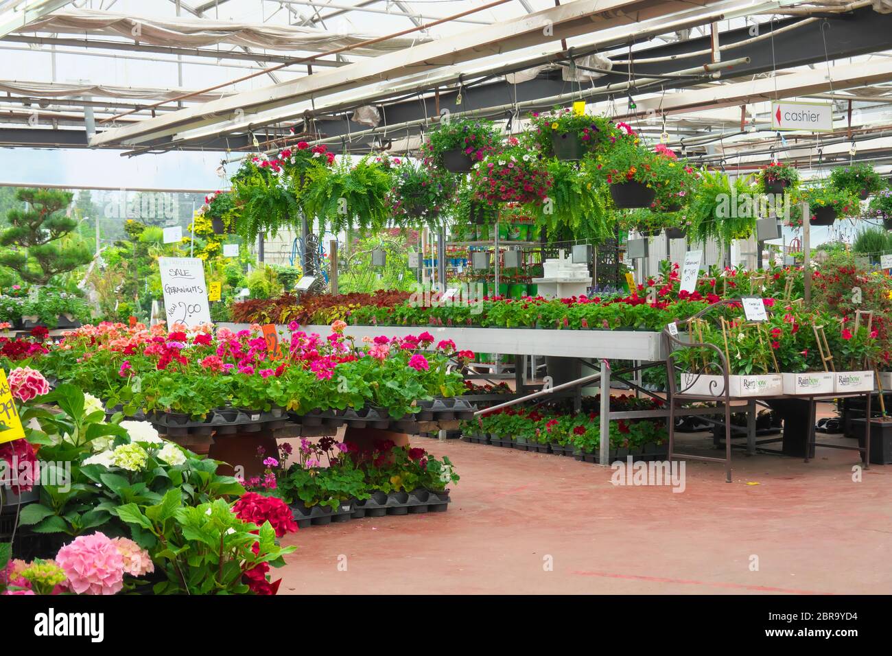 Hängende Körbe und Topfpflanzen in einem Gartencenter. Stockfoto