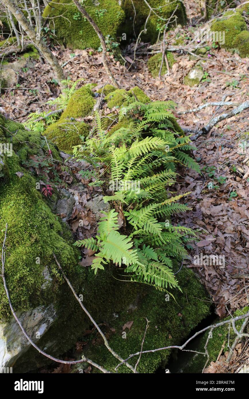 Polypodium vulgare, Polypody. Wilde Pflanze im Frühjahr erschossen. Stockfoto