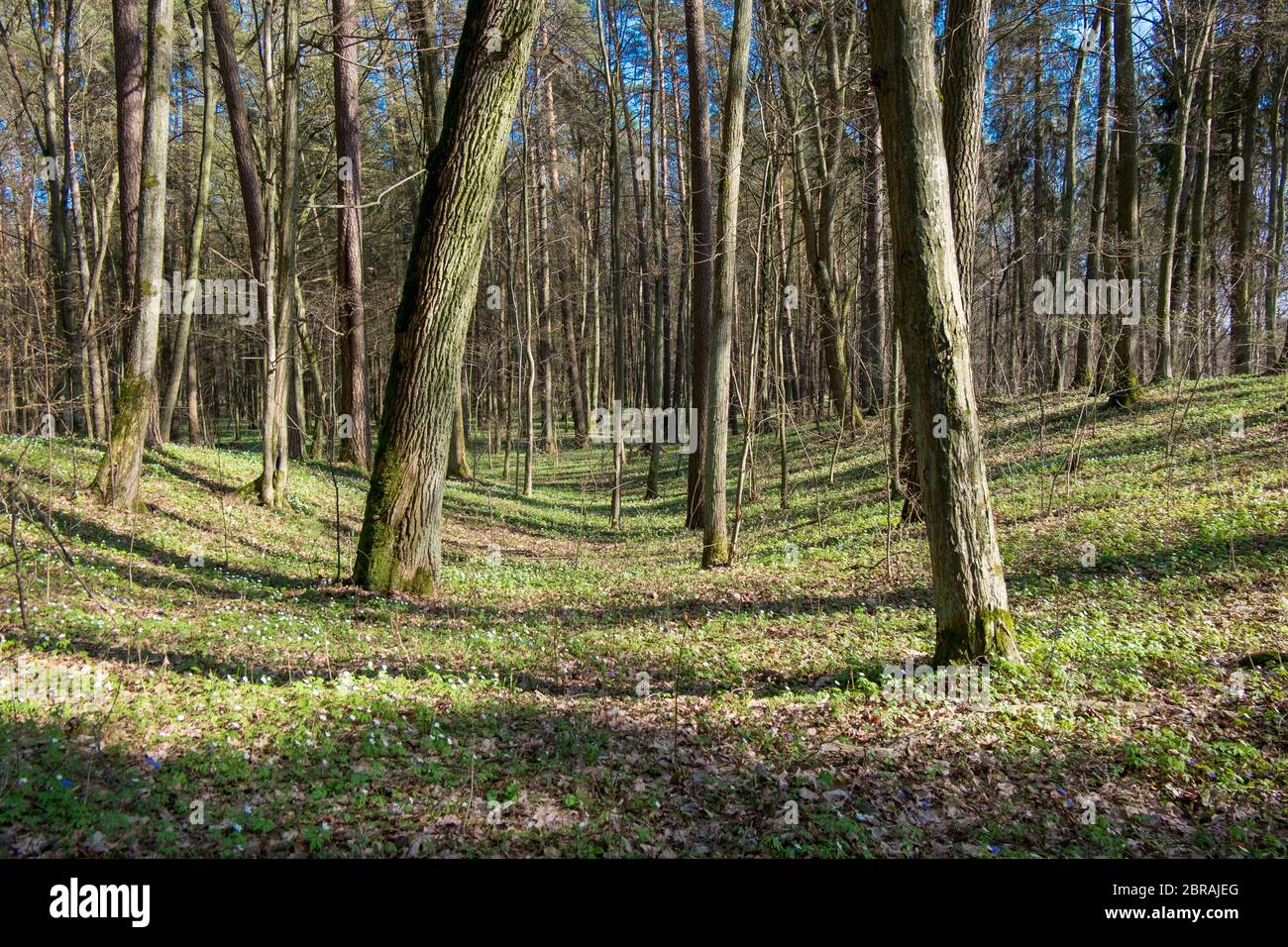 Ein Tal im Wald heute. An der jüdischen Hinrichtung, dem Massengrab und der Gedenkstätte im Wald von Vidzgiris bei Alytus, Litauen. Stockfoto
