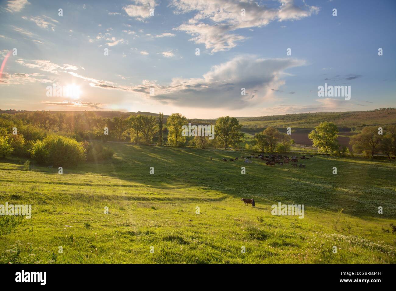 Hintergrund der herbstlichen gelben Blätter. Herbstkulisse mit schwingenden hellgelben, roten und orangefarbenen Baumblättern. Sonneneinstrahlung. Stockfoto