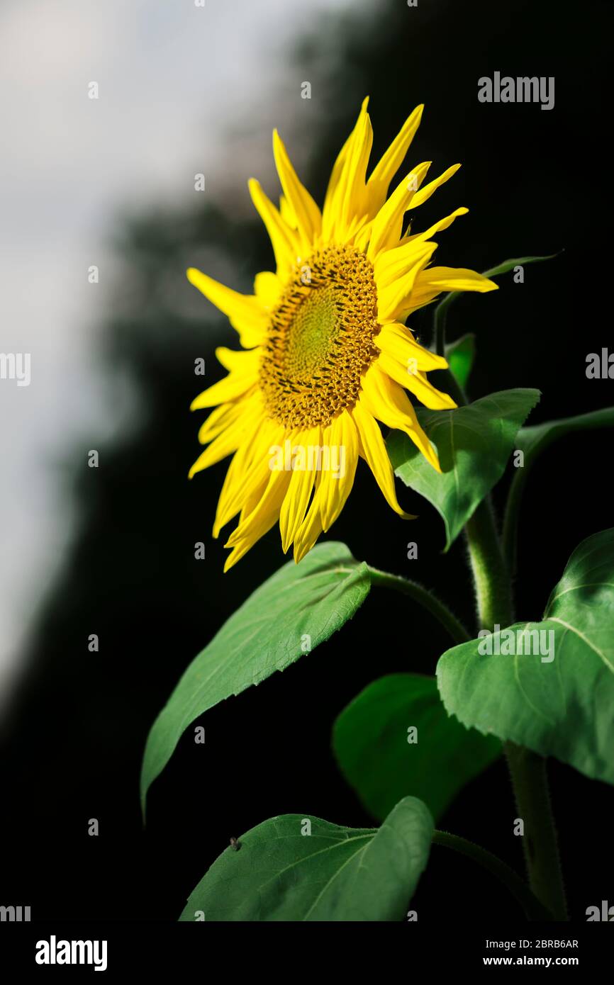 Nahaufnahme einer Sonnenblume (lat: Helianthus annuus), die hell im Seitenlicht auf einem Feld in Norddeutschland aussieht. Stockfoto