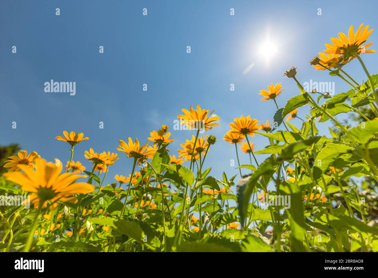 Gelber Kosmos blüht gegen den strahlend blauen Himmel. Idyllische Naturlandschaft, ruhige helle Wiese aus tiefer Sicht. Erstaunliche Naturfarben Stimmung Stockfoto
