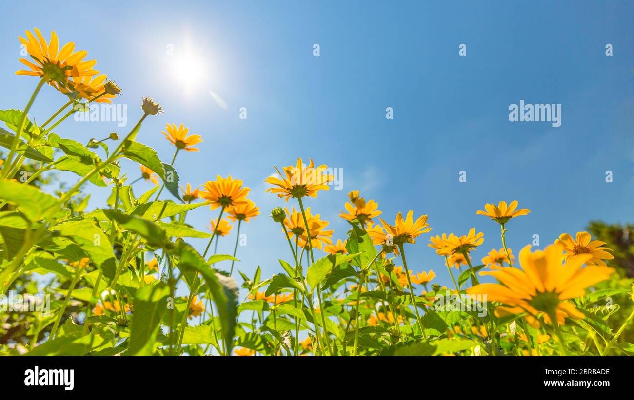Gelber Kosmos blüht gegen den strahlend blauen Himmel. Idyllische Naturlandschaft, ruhige helle Wiese aus tiefer Sicht. Erstaunliche Naturfarben Stimmung Stockfoto