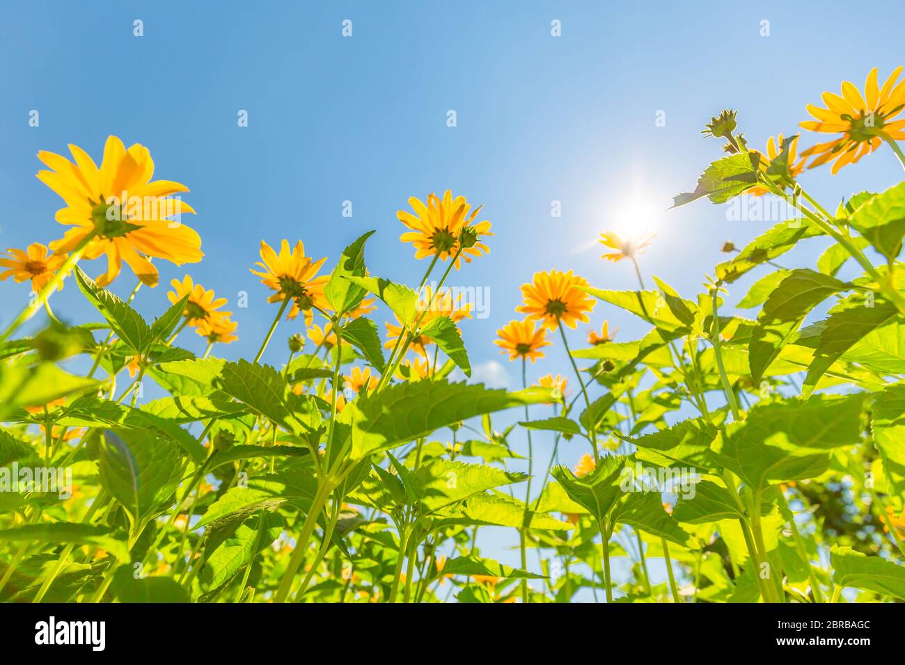 Gelber Kosmos blüht gegen den strahlend blauen Himmel. Idyllische Naturlandschaft, ruhige helle Wiese aus tiefer Sicht. Erstaunliche Naturfarben Stimmung Stockfoto