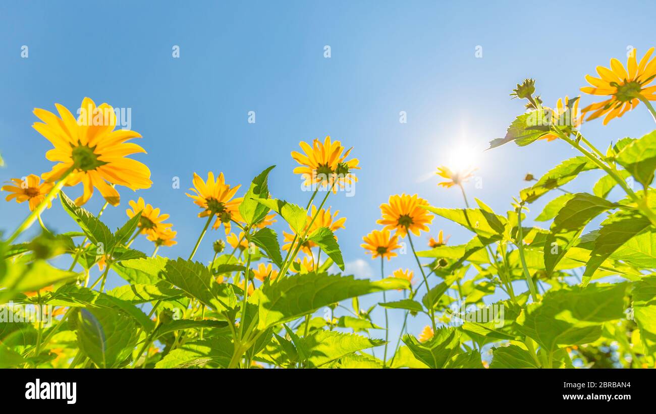 Gelber Kosmos blüht gegen den strahlend blauen Himmel. Idyllische Naturlandschaft, ruhige helle Wiese aus tiefer Sicht. Erstaunliche Naturfarben Stimmung Stockfoto