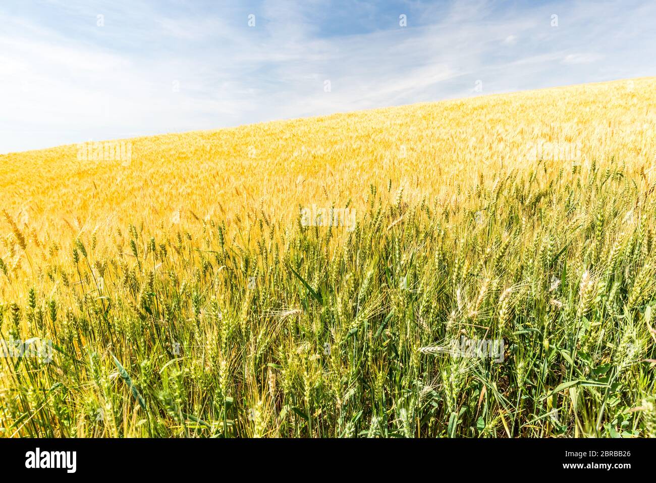Weizenaufschrampe im Weizenfeld. Hintergrund der Reifung Ähren von Weizen. Ernte- und Lebensmittelkonzept. Künstlerische helle Landwirtschaft Landschaft, Nahaufnahme Natur Stockfoto