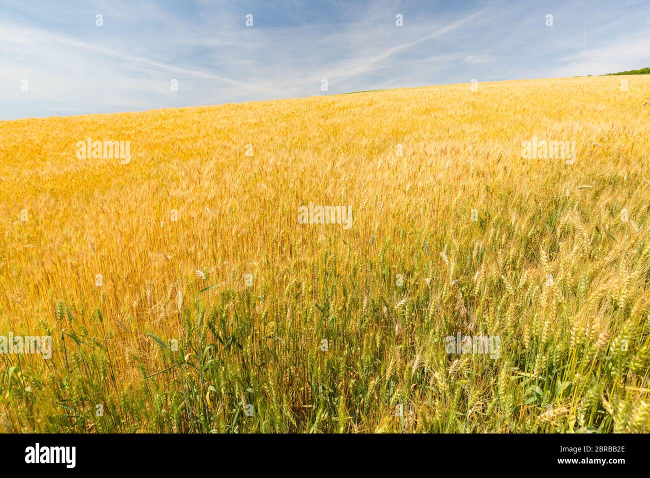 Weizenaufschrampe im Weizenfeld. Hintergrund der Reifung Ähren von Weizen. Ernte- und Lebensmittelkonzept. Künstlerische helle Landwirtschaft Landschaft, Nahaufnahme Natur Stockfoto
