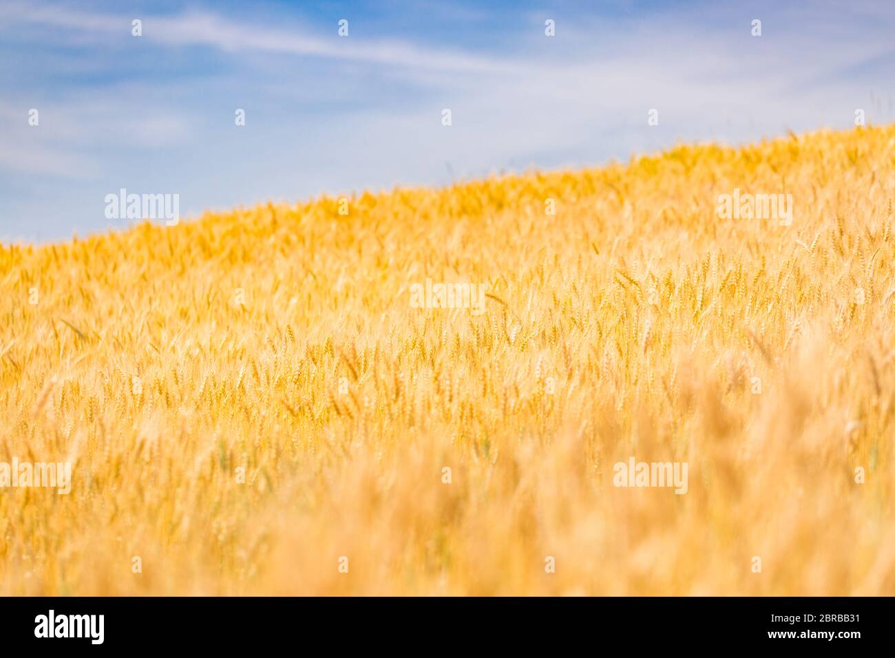 Weizenaufschrampe im Weizenfeld. Hintergrund der Reifung Ähren von Weizen. Ernte- und Lebensmittelkonzept. Künstlerische helle Landwirtschaft Landschaft, Nahaufnahme Natur Stockfoto