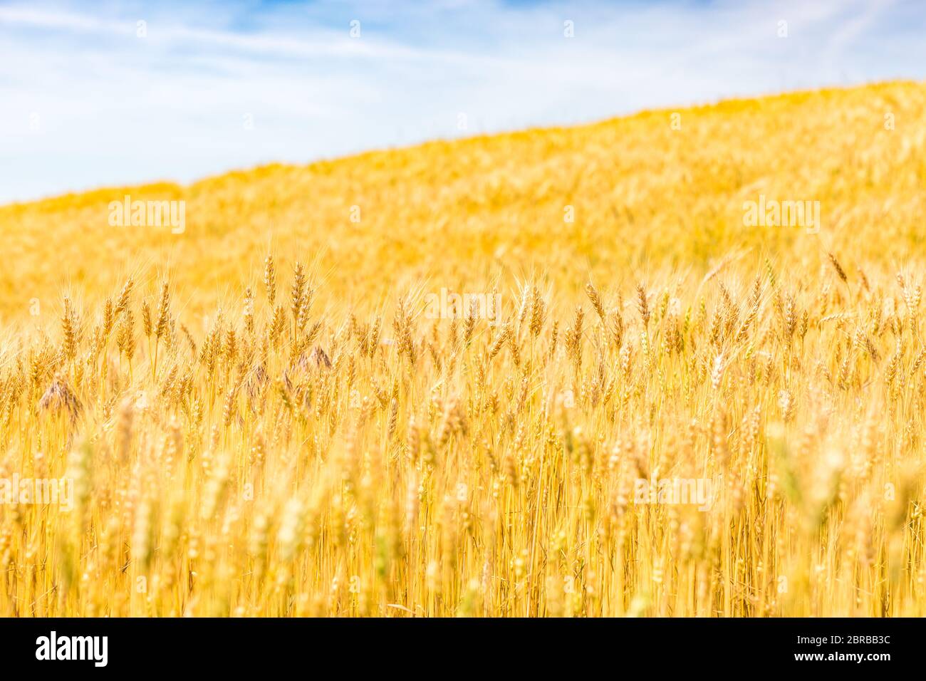 Weizenaufschrampe im Weizenfeld. Hintergrund der Reifung Ähren von Weizen. Ernte- und Lebensmittelkonzept. Künstlerische helle Landwirtschaft Landschaft, Nahaufnahme Natur Stockfoto