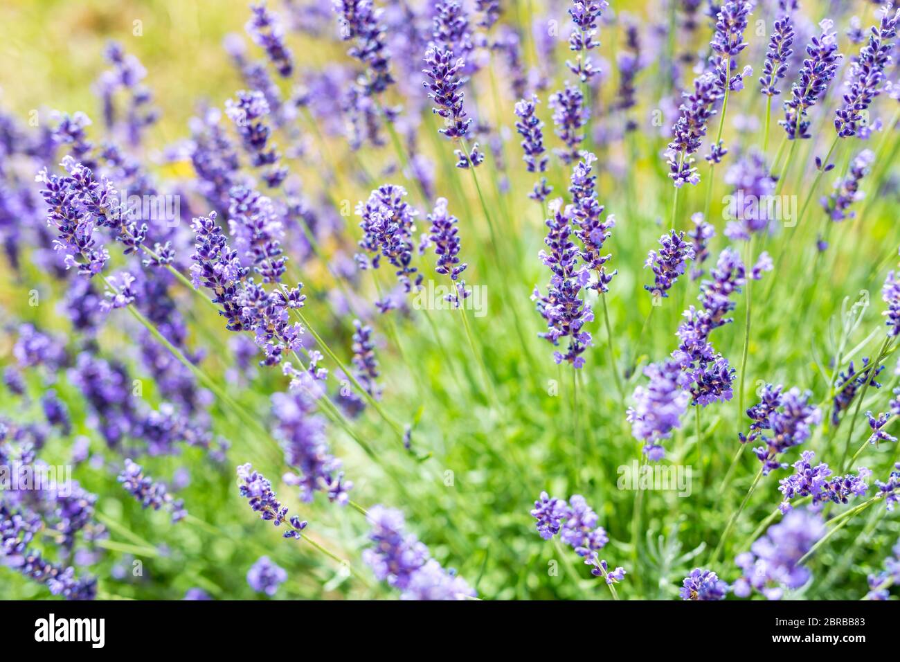 Sommerblühende violette Lavendelfelder in der Provence, Frankreich. Schöne Natur Nahaufnahme von duftenden Lavendel Blumen Feld perfekte Farbe in der Provence Stockfoto