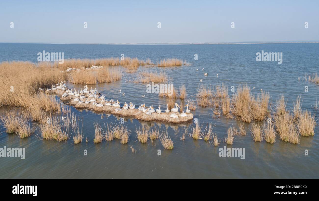 dalmatinische Pelikane (Pelecanus Crispus) im Donaudelta Rumäniens. Luftbild mit Drohne. Stockfoto