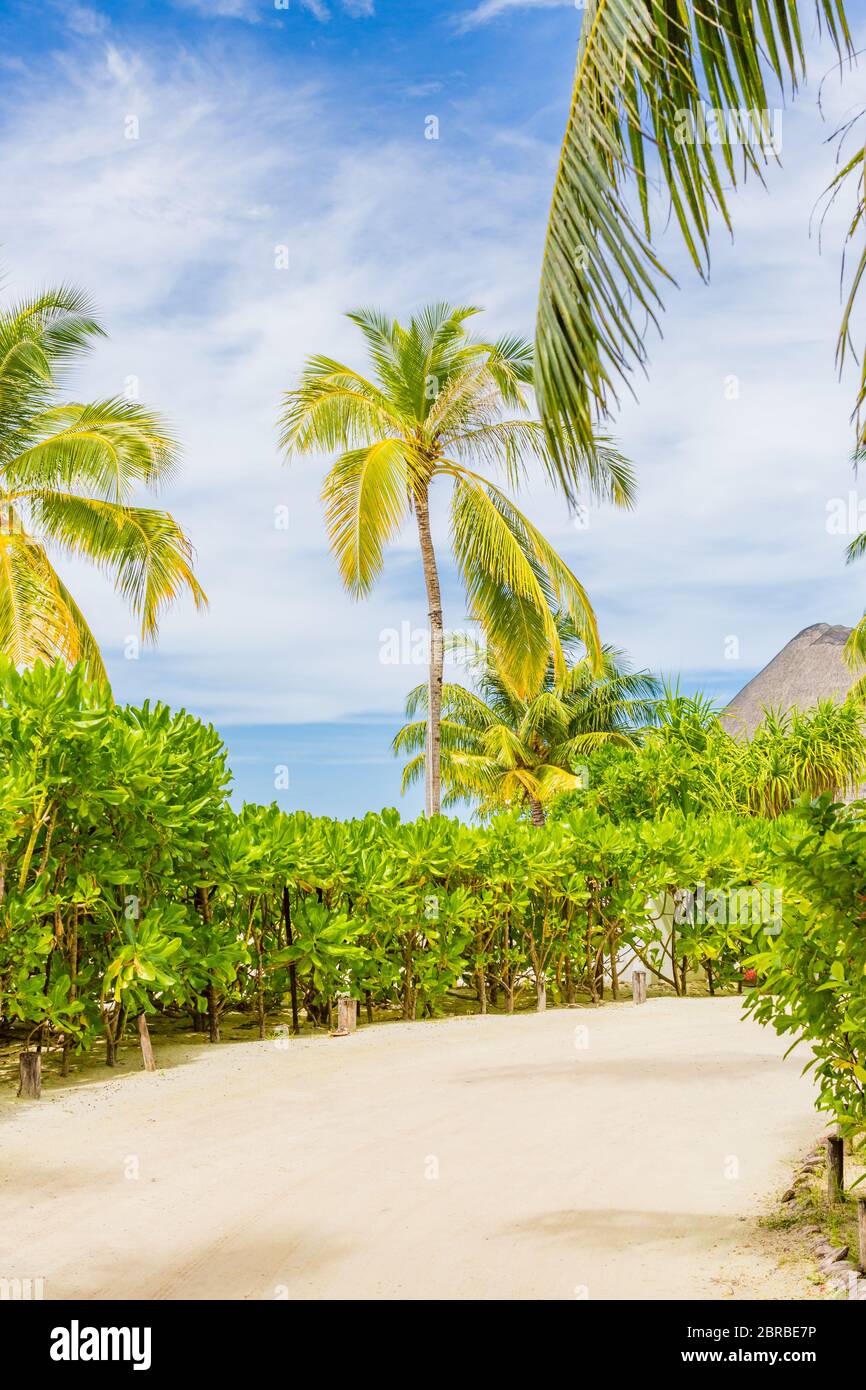 Tropische Insellandschaft, Palmen mit wolkig blauem Himmel. Exotisches Reiseziel Stockfoto