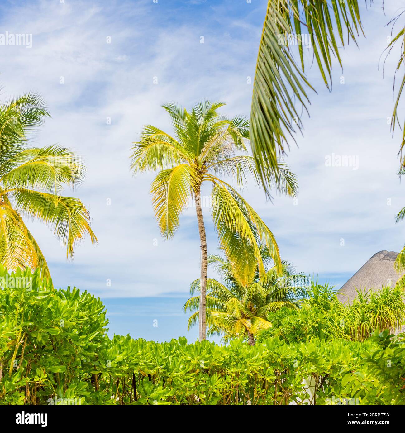 Tropische Insellandschaft, Palmen mit wolkig blauem Himmel. Exotisches Reiseziel Stockfoto