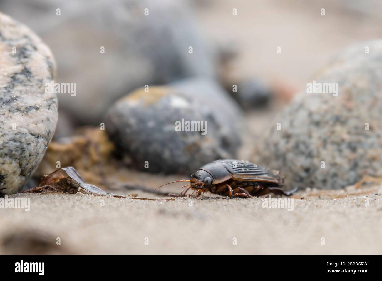 Großen Schwarm Käfer krabbelt über Steine auf dem Europäischen Ostsee Küste Stockfoto