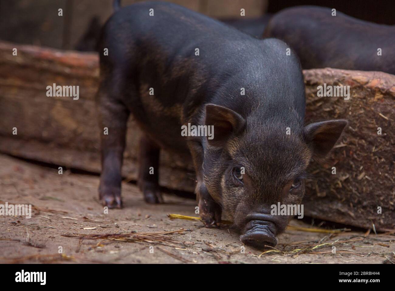 Schwarzes Mini-Schwein der Vietnamesen Rasse auf Stall. Neugieriges kleines Ferkel auf einem Bauernhof, das die Kamera anschaut. Niedliches kleines schwarzes Ferkel. Schwarze Mini-Ferkel eati Stockfoto
