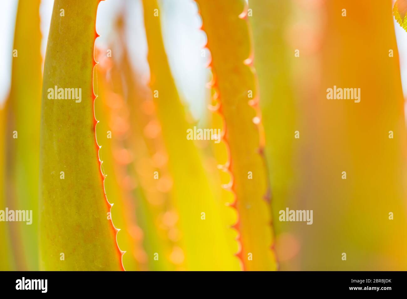 Kaktus Pflanze Textur Nahaufnahme Fotografie. Flora der Mittelmeerküste. Stockfoto