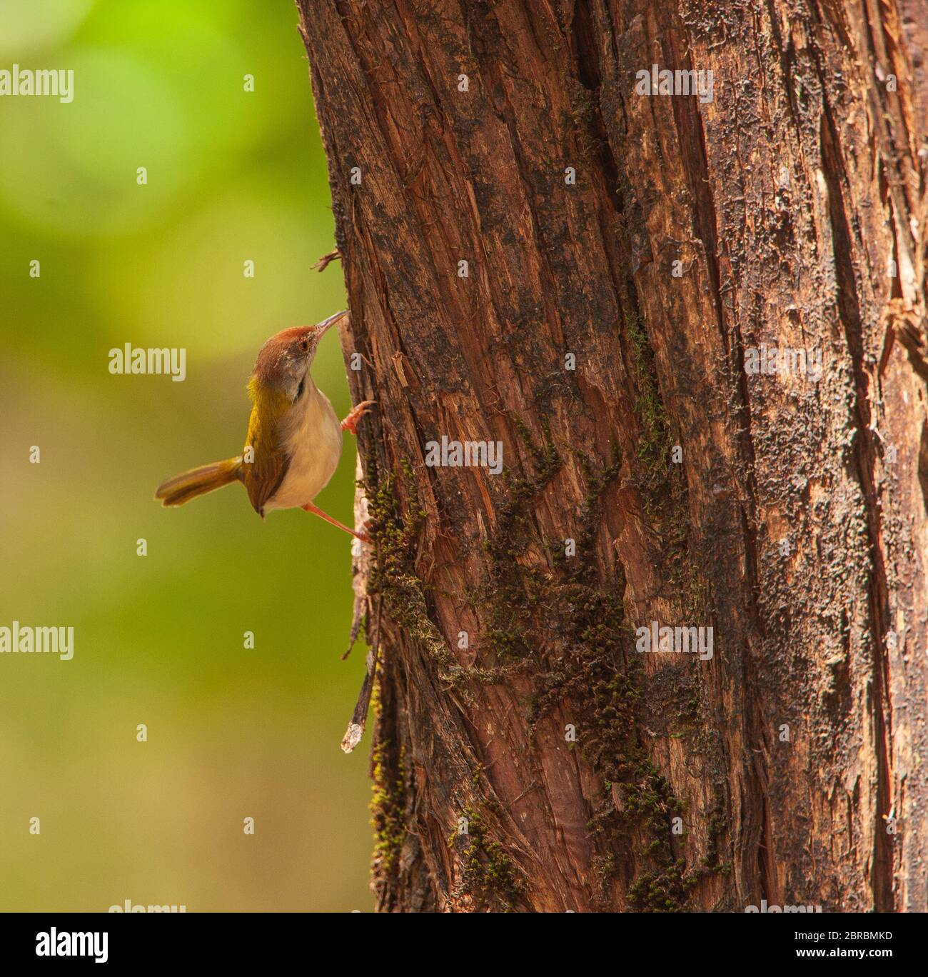 Ein gewöhnlicher Tailorbird - fotografiert in Nandi Hills (bei Bangalore, Indien) Stockfoto