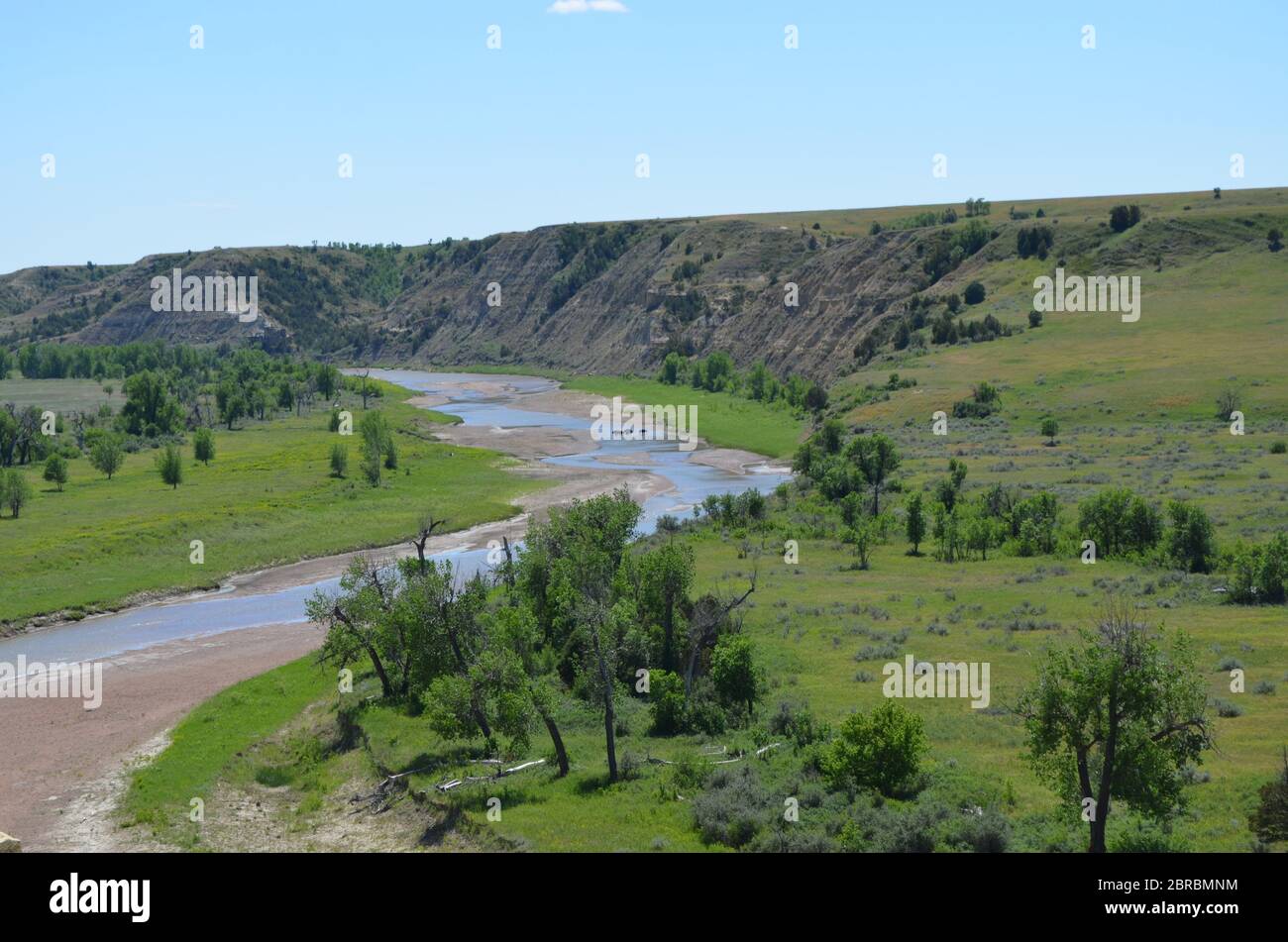 Frühling in den North Dakota Badlands: Buffalo in Beef Corral Wash auf dem Little Missouri River in der South Unit des Theodore Roosevelt National Park Stockfoto