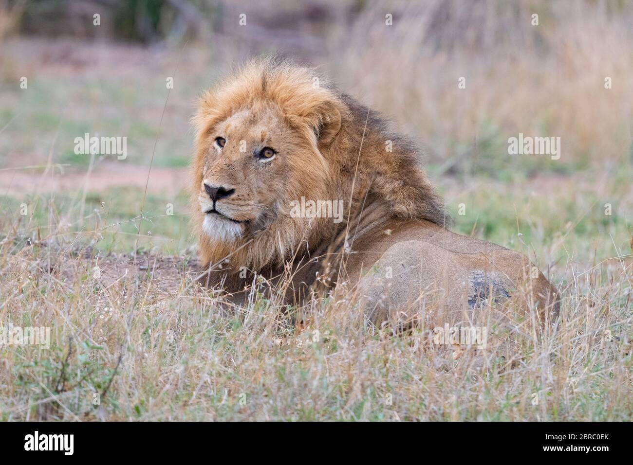 Löwe (Panthera leo melanochaita), Erwachsener Mann ruhend, mpumalanga, Südafrika Stockfoto