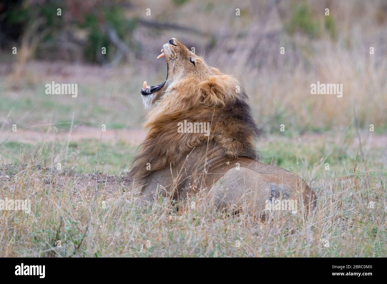 Löwe (Panthera leo melanochaita), erwachsenes männliches Gähnen, mpumalanga, Südafrika Stockfoto