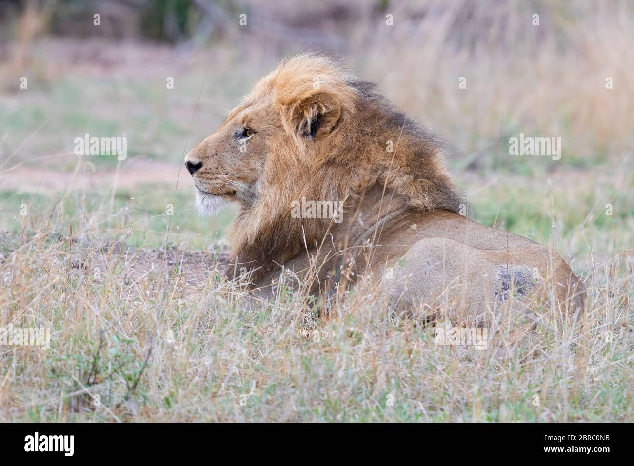 Löwe (Panthera leo melanochaita), Erwachsener Mann ruhend, mpumalanga, Südafrika Stockfoto