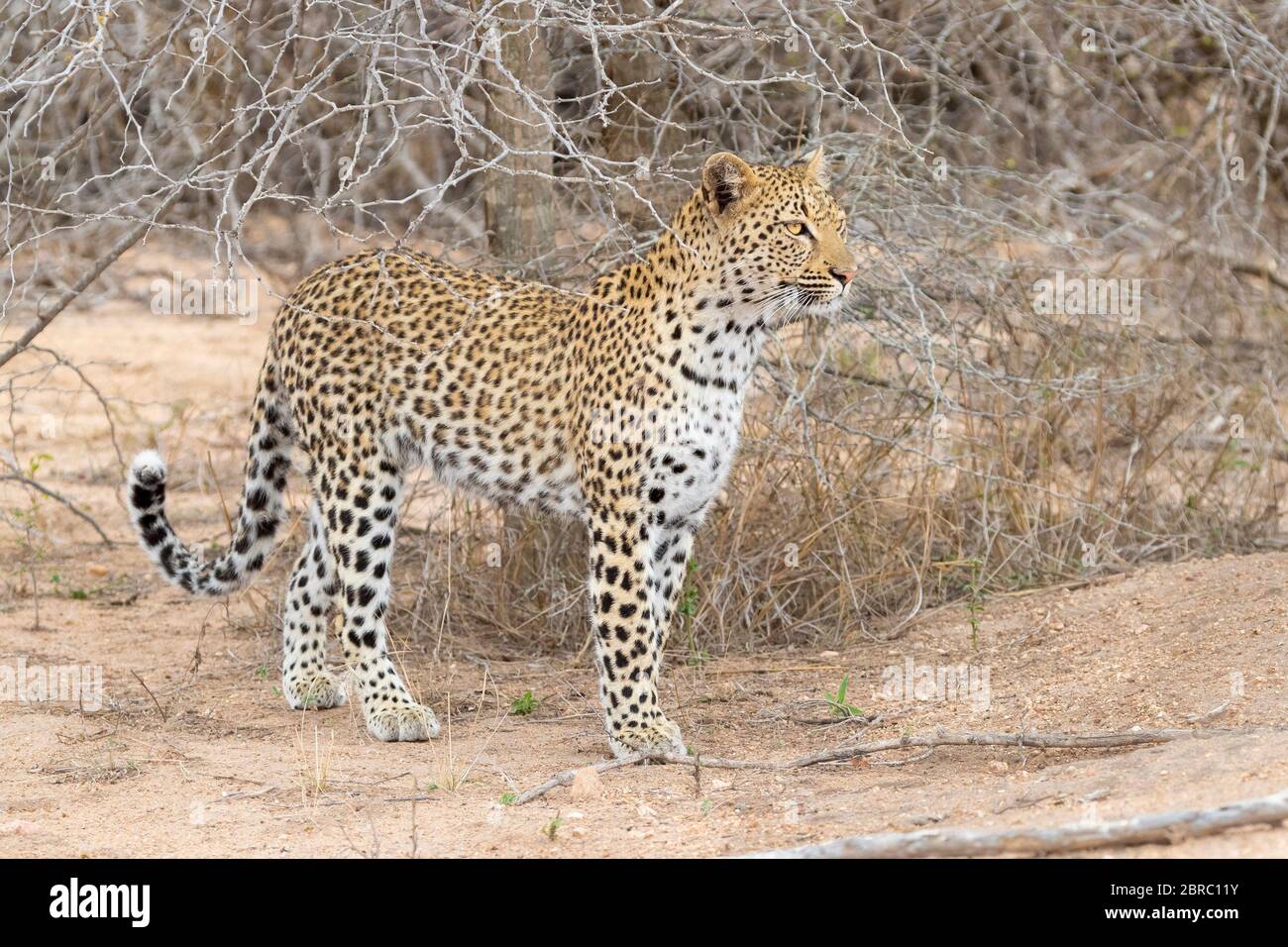 Leopard (Panthera pardus), Erwachsene Frau auf dem Boden stehend, Mpumalanga, Südafrika Stockfoto