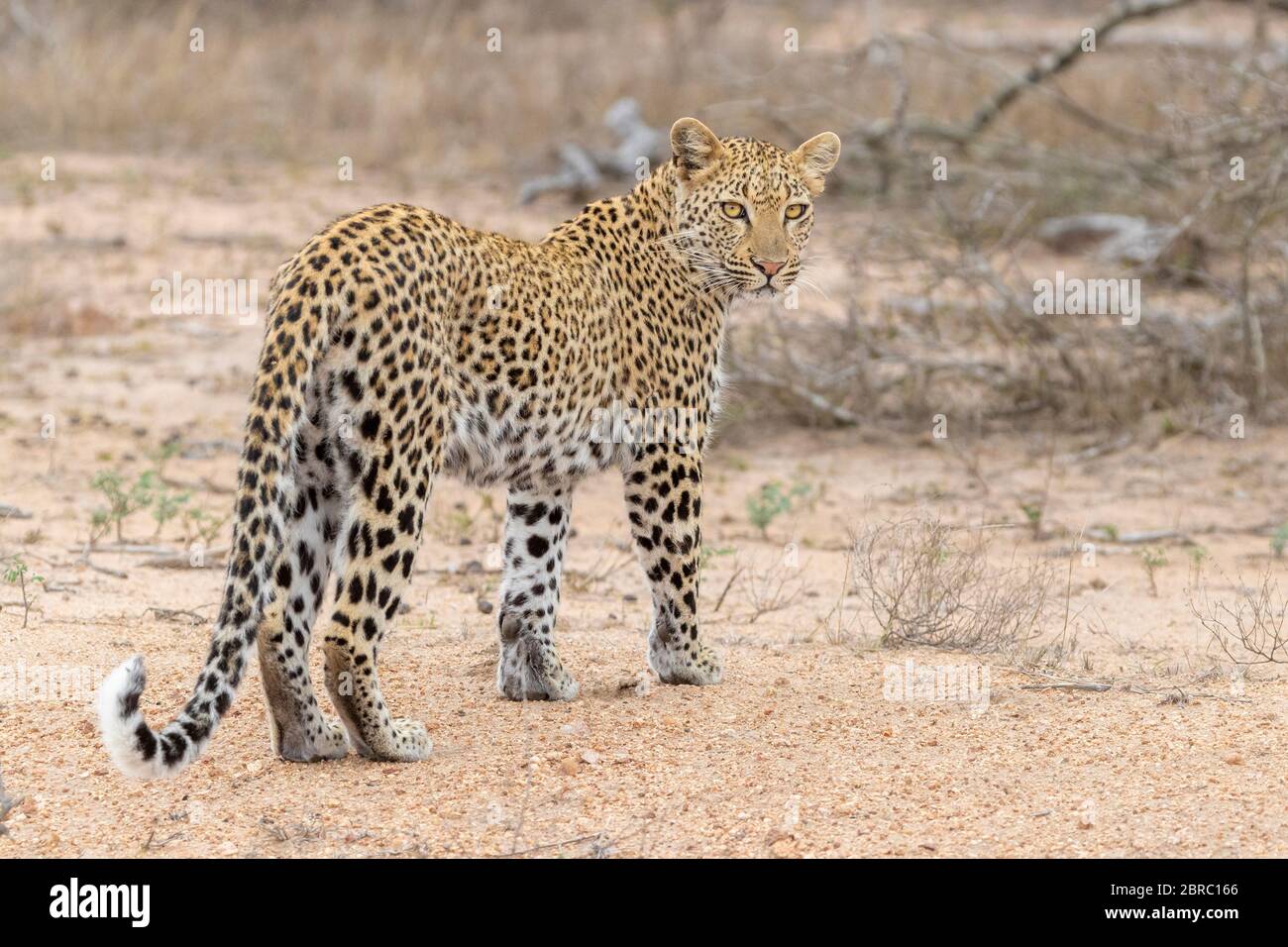 Leopard (Panthera pardus), Erwachsene Frau auf dem Boden stehend, Mpumalanga, Südafrika Stockfoto