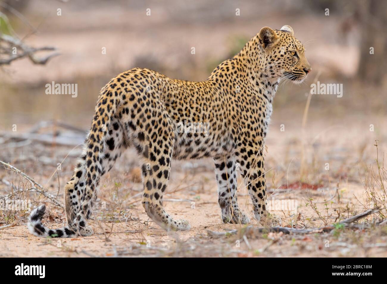 Leopard (Panthera pardus), Erwachsene Frau auf dem Boden stehend, Mpumalanga, Südafrika Stockfoto