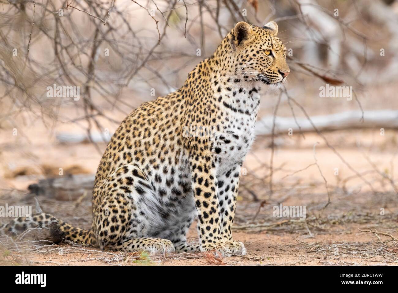 Leopard (Panthera pardus), Erwachsene Frau auf dem Boden sitzend, Mpumalanga, Südafrika Stockfoto