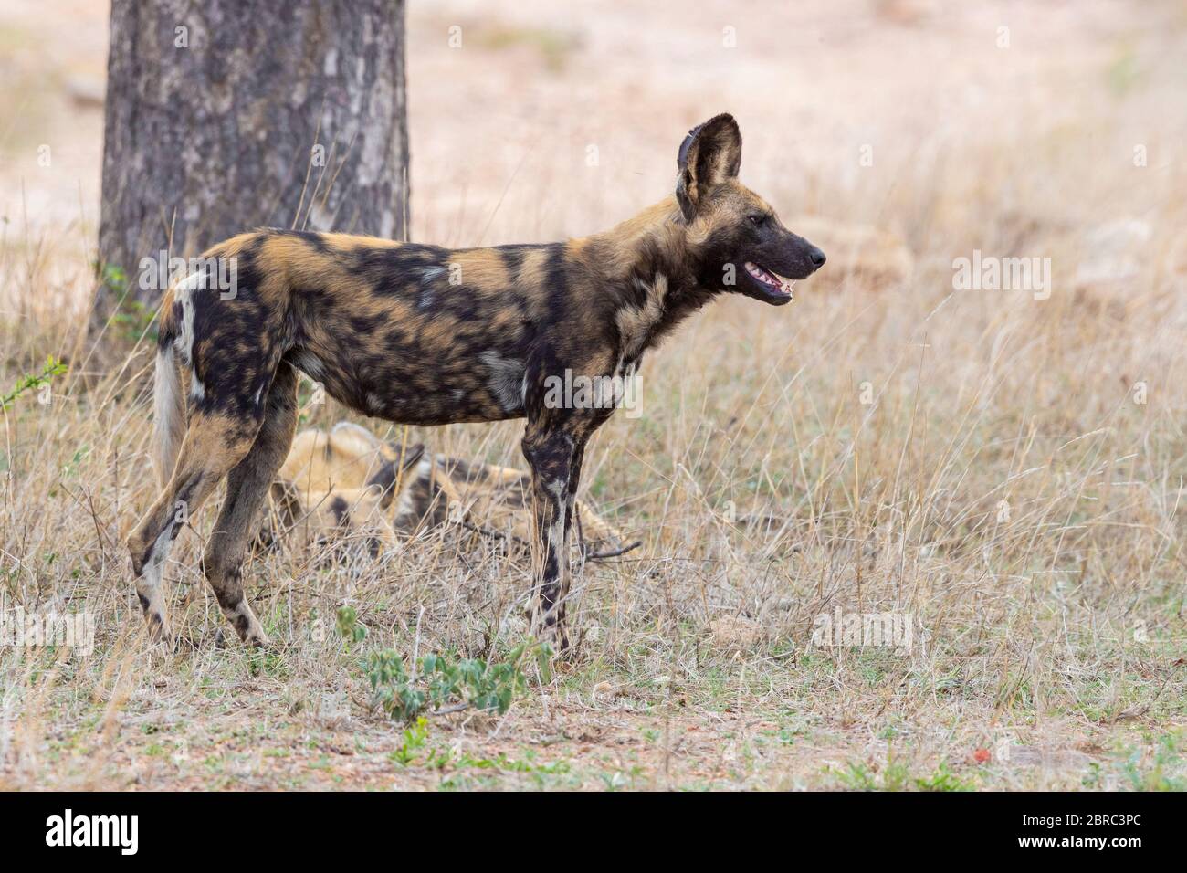 Wilder Hund (Lycaon pictus), Seitenansicht eines erwachsenen Hündchens, Mpumalanga, Südafrika Stockfoto