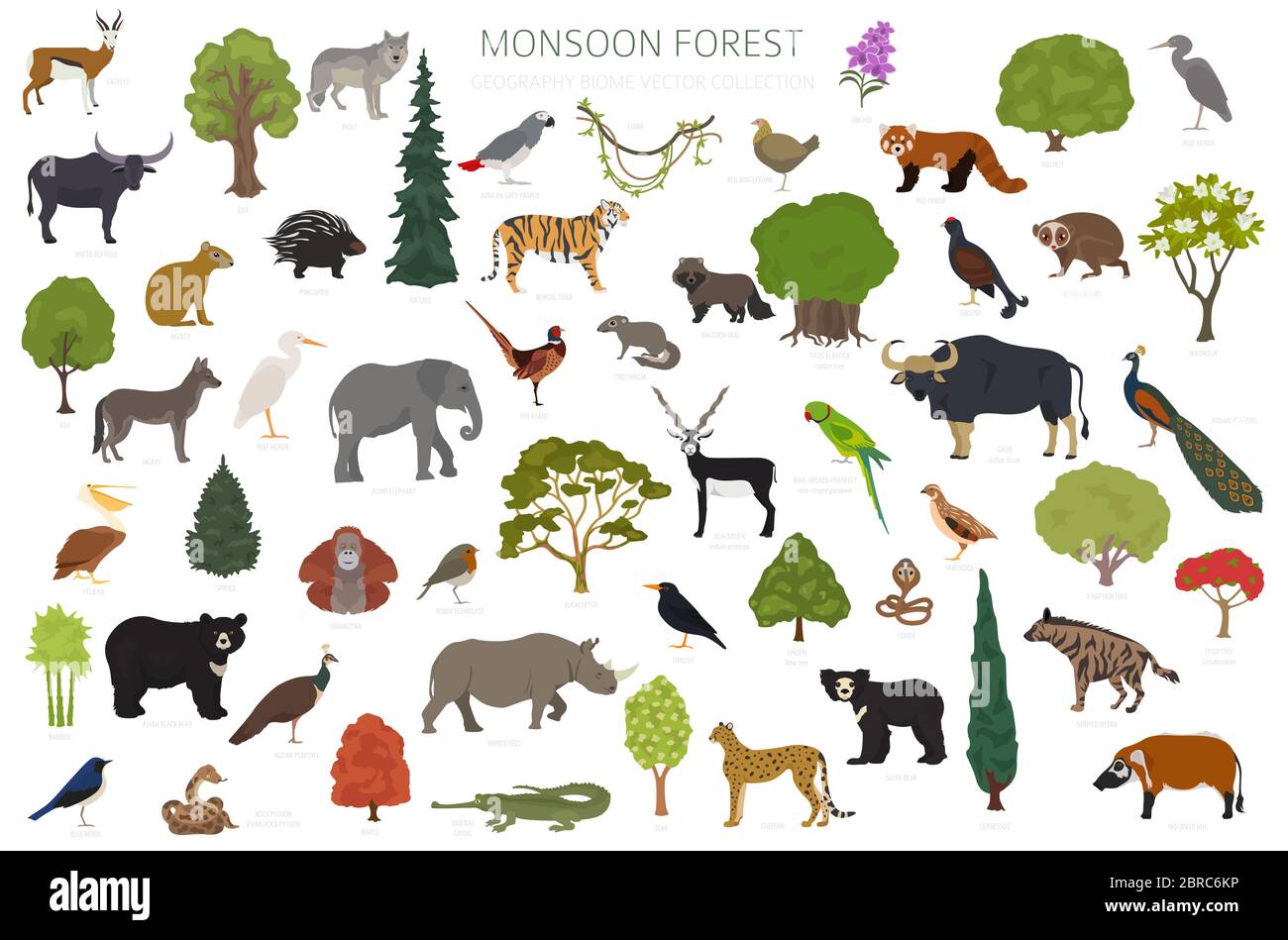 Monsun Wald Biom, natürliche Region Infografik. Terrestrische Ökosystemkarte. Tiere, Vögel und Vegetationen Design-Set. Vektorgrafik Stock Vektor