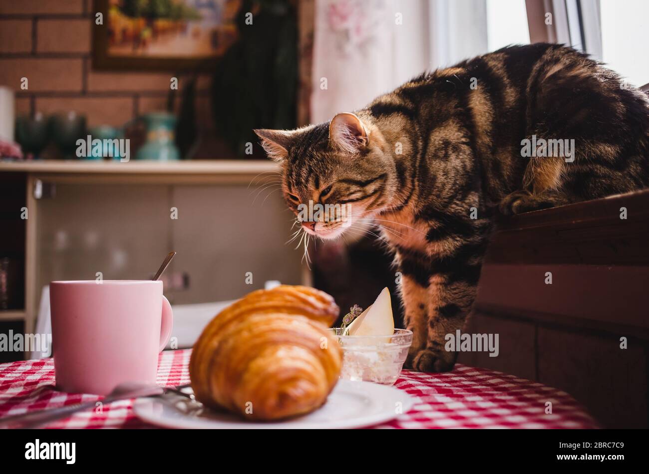 Süße flauschige braune Hauskatze mit Blick auf Lebensmittel auf dem Tisch und schnüffelt den Geruch von köstlichen Dessert. Stockfoto