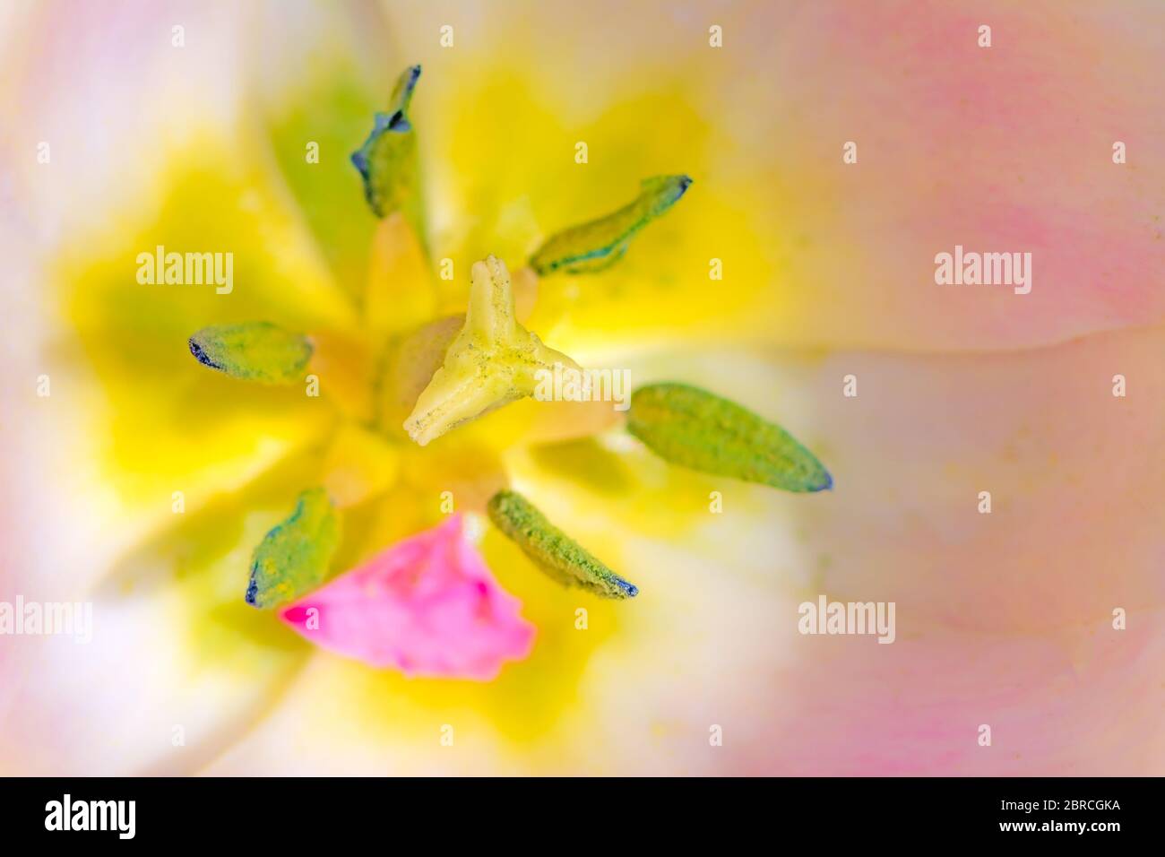 Detail einer Tulpe Blüte mit geringen Schärfentiefe Stockfoto