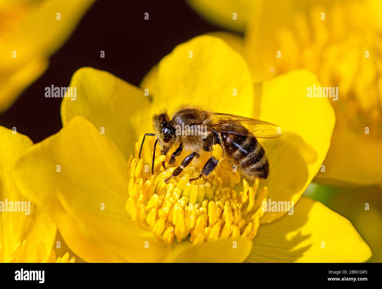 Makro einer Biene auf einer Blüte bestäuben Stockfoto