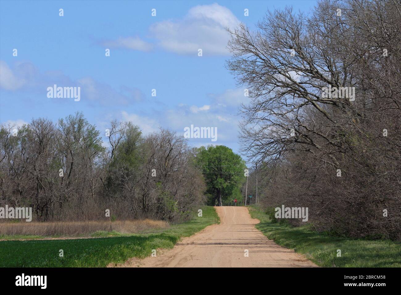 Kansas Landstraße mit einem grünen Weizenfeld, Bäumen und blauen Himmel draußen im Land. Stockfoto