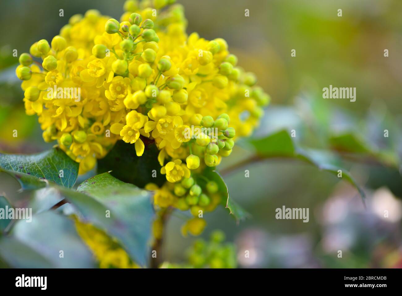 Schöne gelbe Ilex-Blüten (Ilex aquifolium) im Frühjahr vor einem Bokeh-Hintergrund Stockfoto