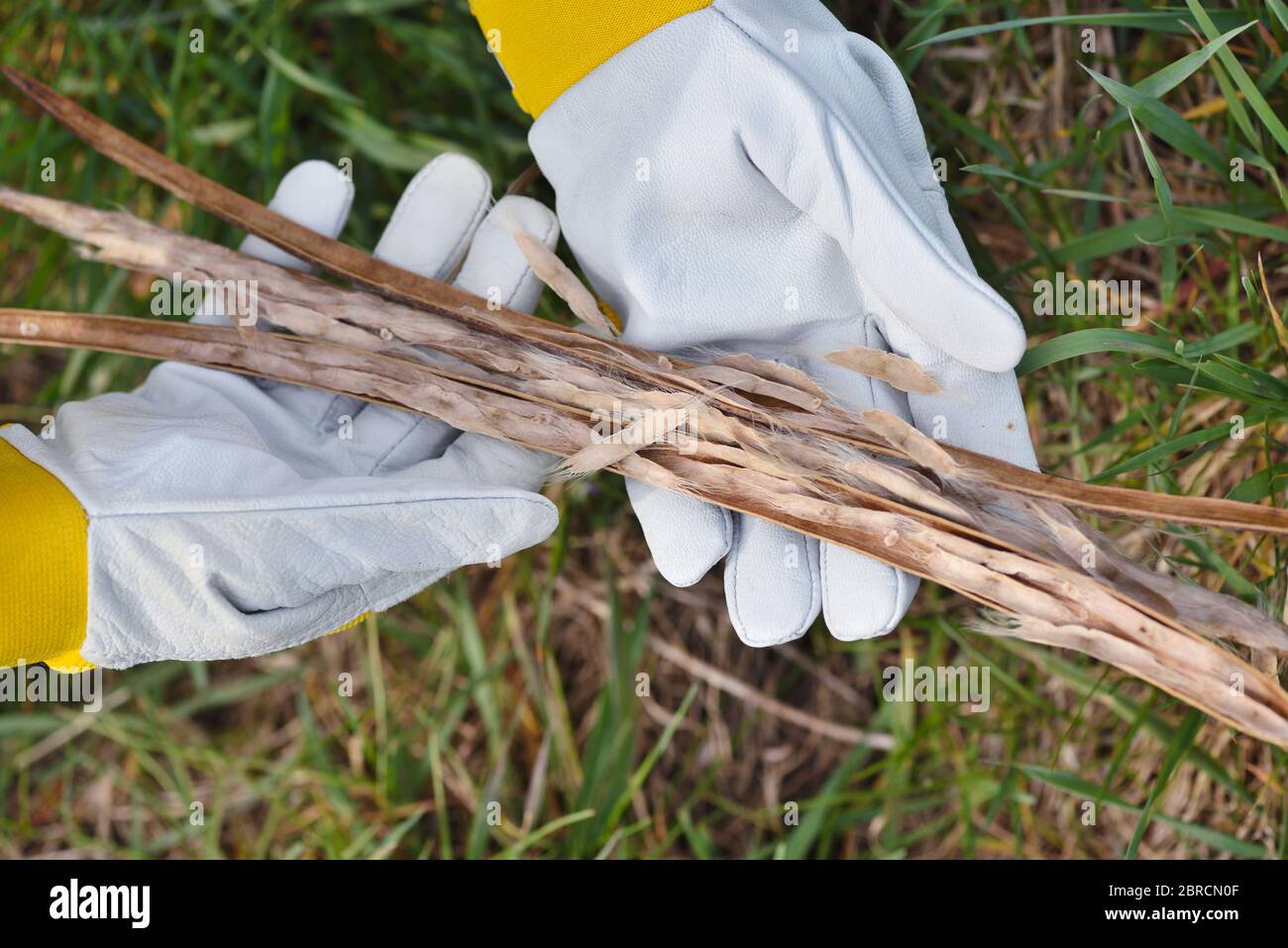 Getrocknete Bohnen Hülsen von Catalpa Baum in den Händen des Gärtners Stockfoto